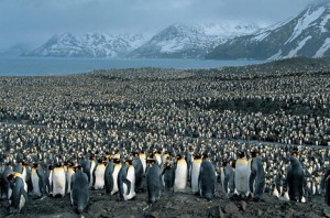 penguins